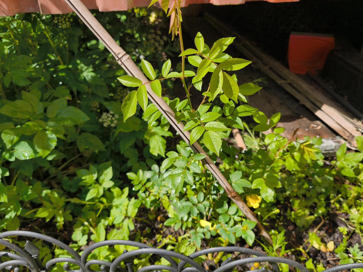 IMG 20260517 103728