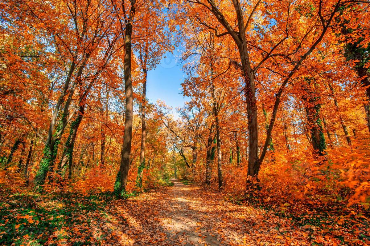 beautiful-trail-in-autumn-forest-sunshin