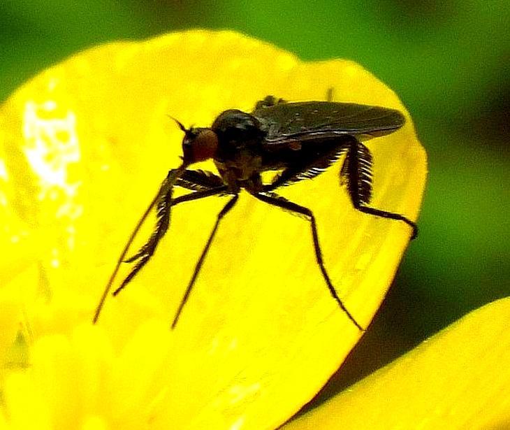 Federbeinige Tanzfliege - Empis pennipes