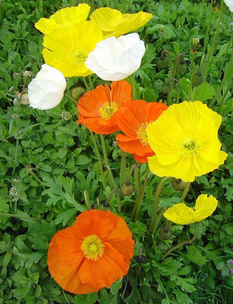 785px-Papaver nudicaule dsc00890 cropped