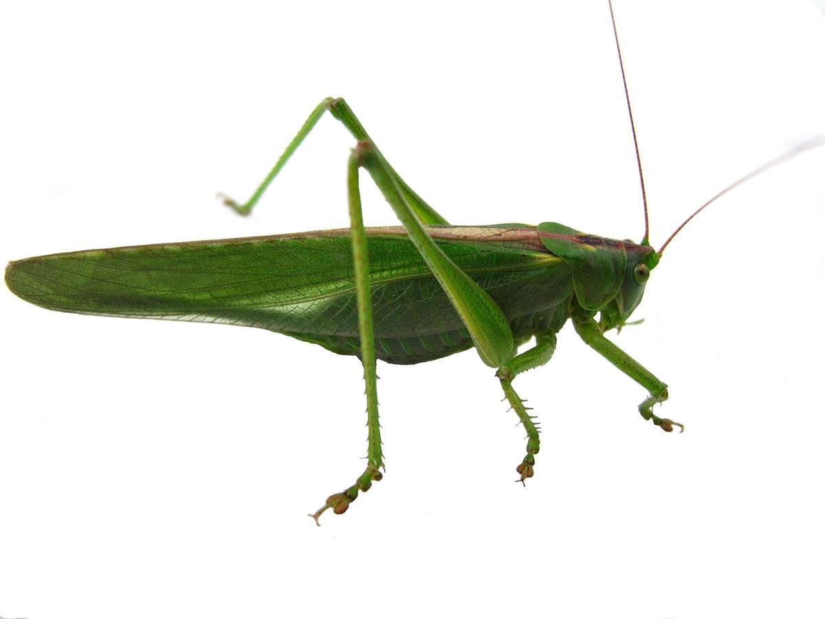 2560px-Tettigonia viridissima white 2010