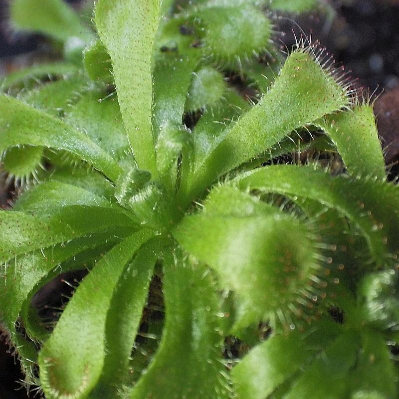  KK 0138 Drosera aliciae