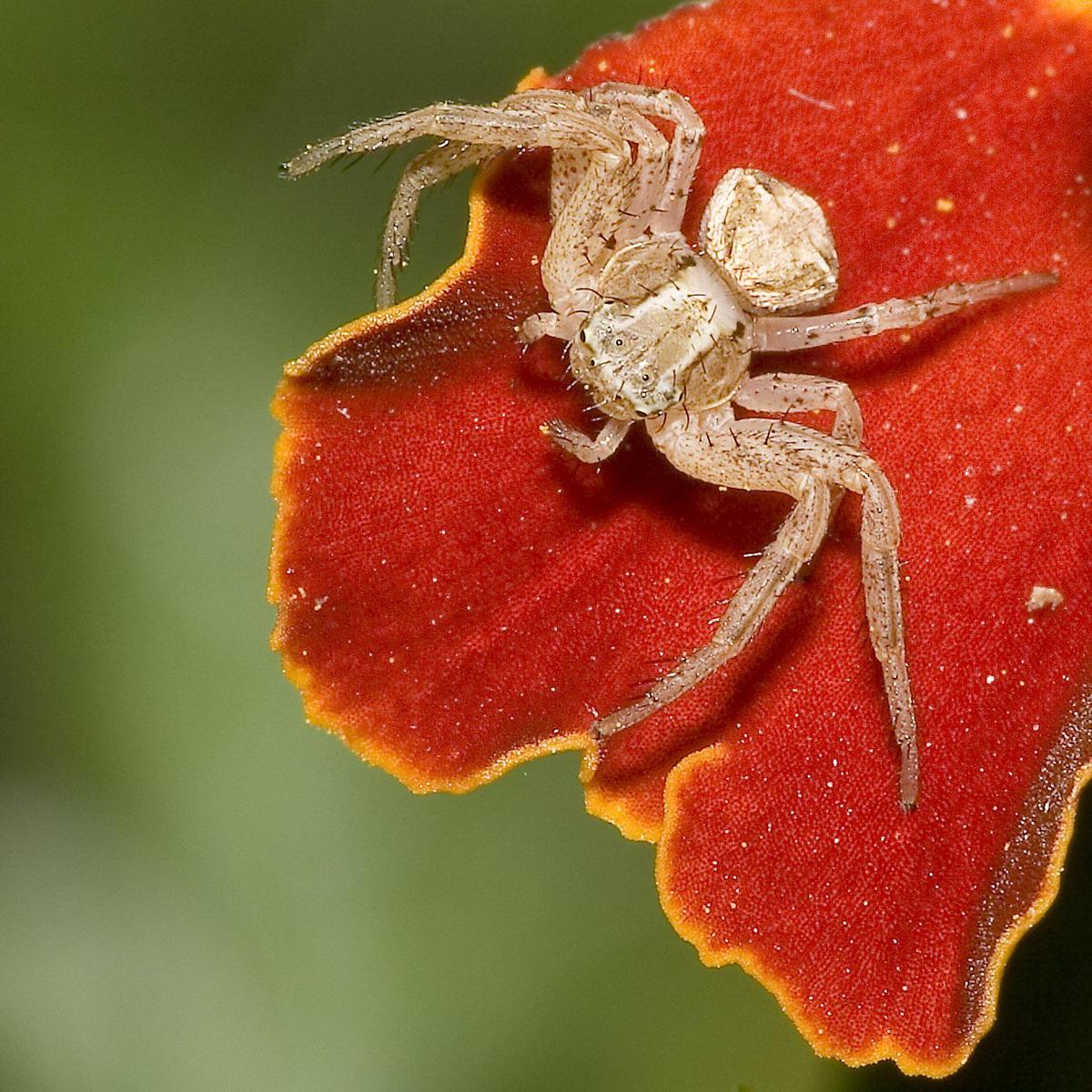 Xysticus.spec.6891