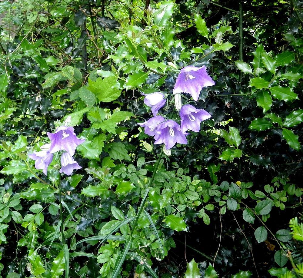 IMGP0245