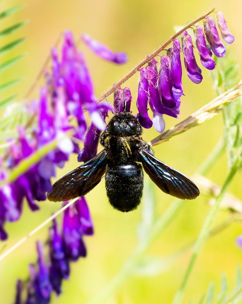 Grosse Holzbiene Xylocopa violacea-4