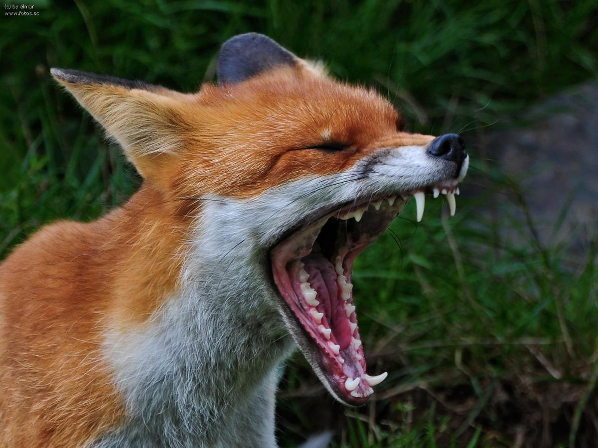 Fuchs Schlaf Zhne Rachen 