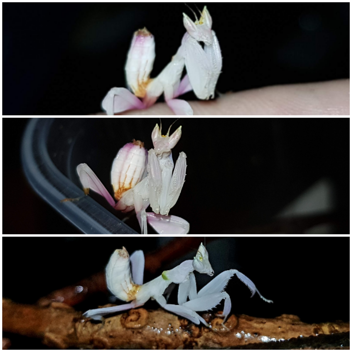 Hymenopus