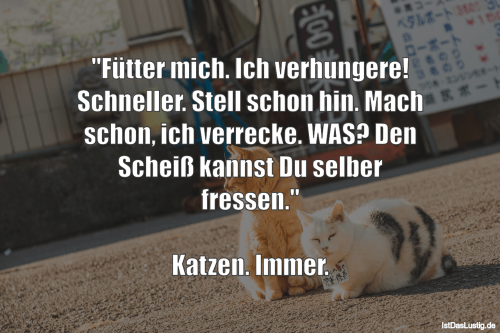 katzen