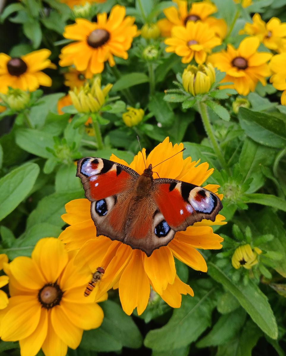 20250709 Tagpfauenaugen Schwebfliege