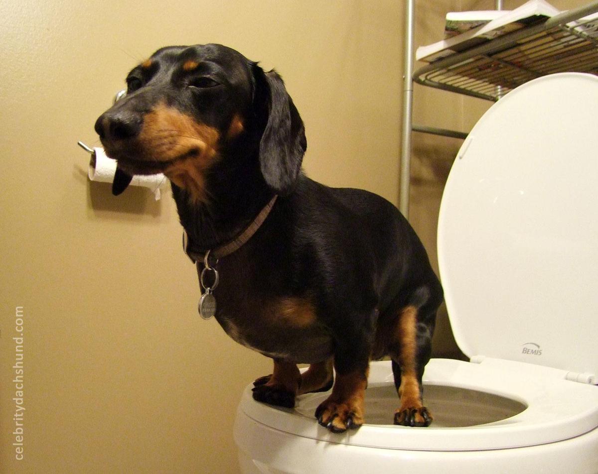 wiener-dog-on-the-toilet-traiined