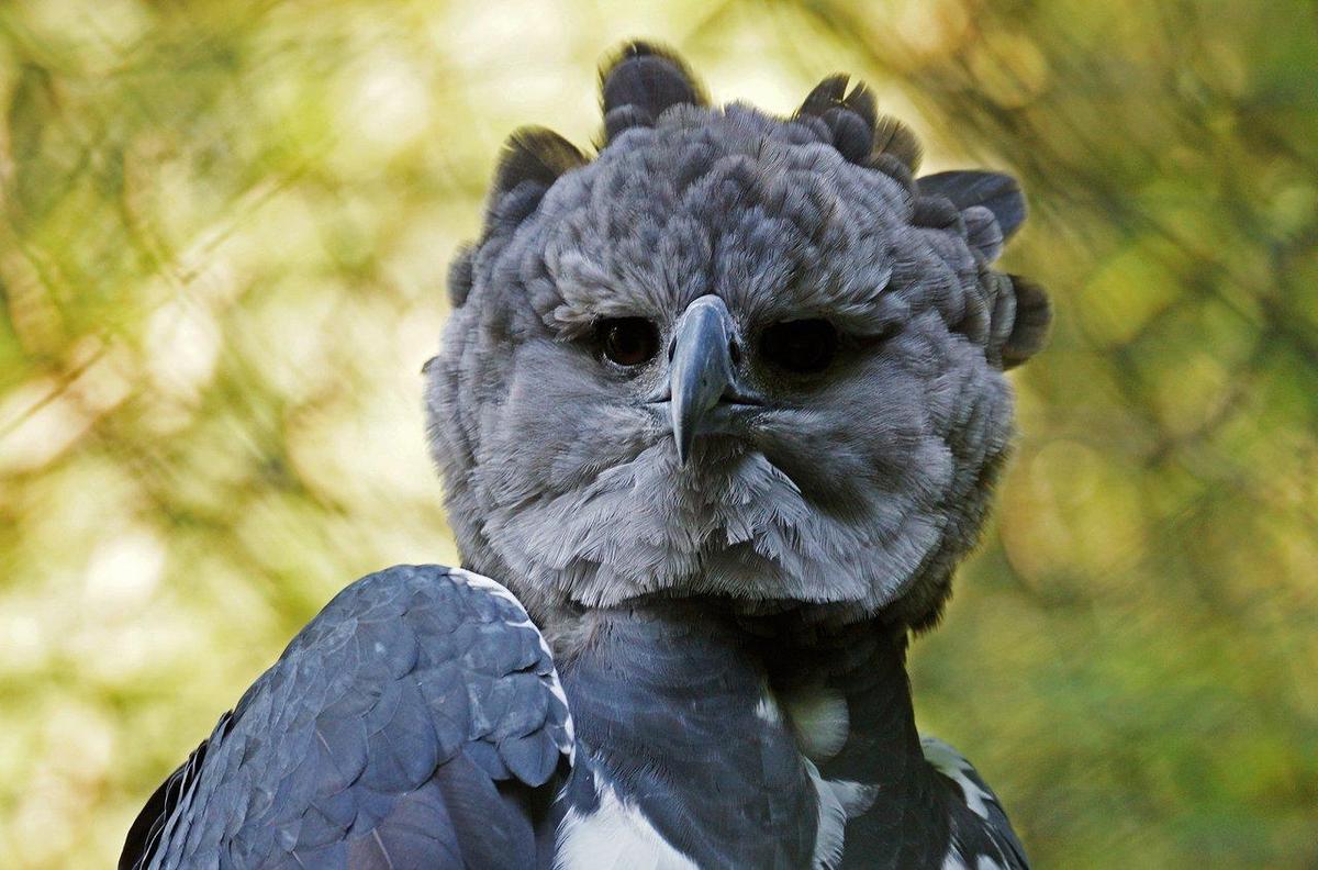 csm Harpyie DerLandschaftszoo ZopfEduard