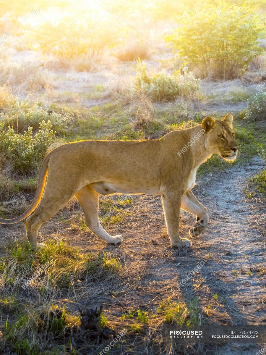 focused 177574722-stock-photo-namibia-ou