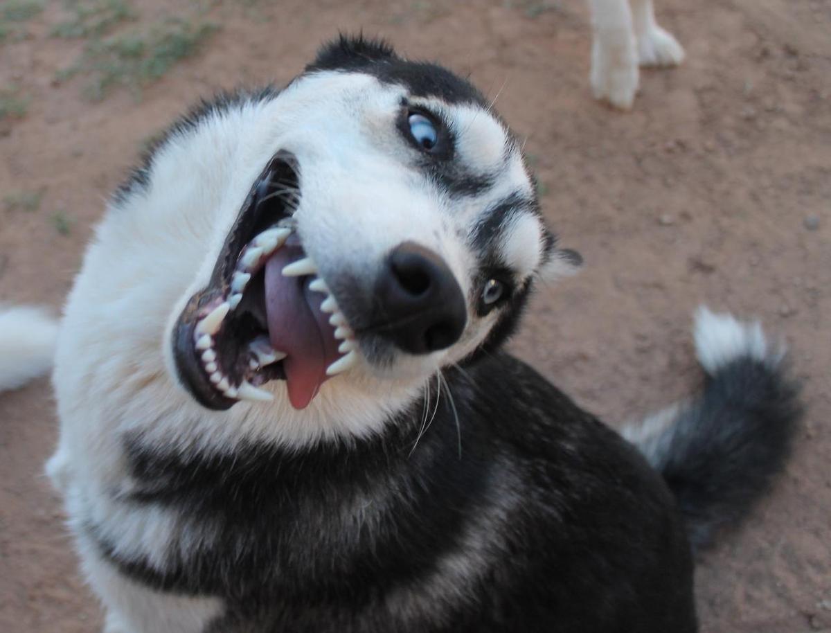 husky lustig - Copy