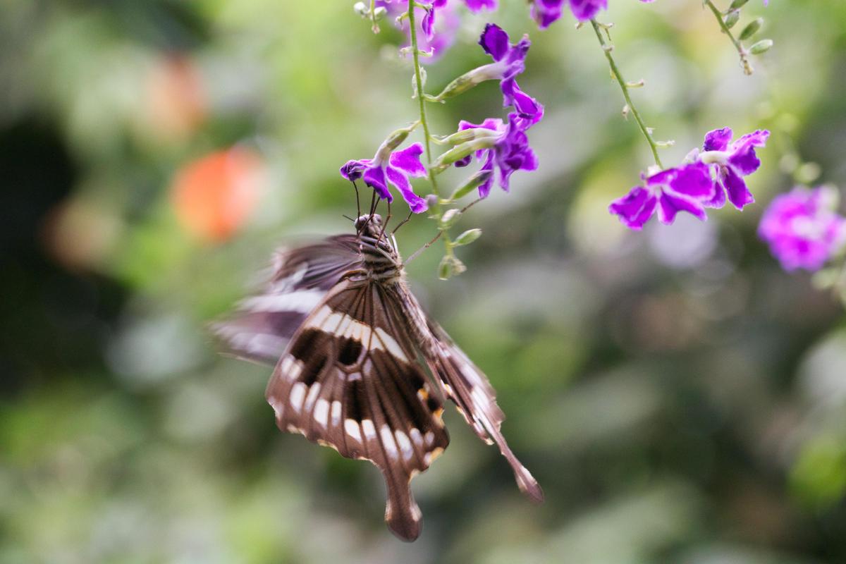 schmetterling braun