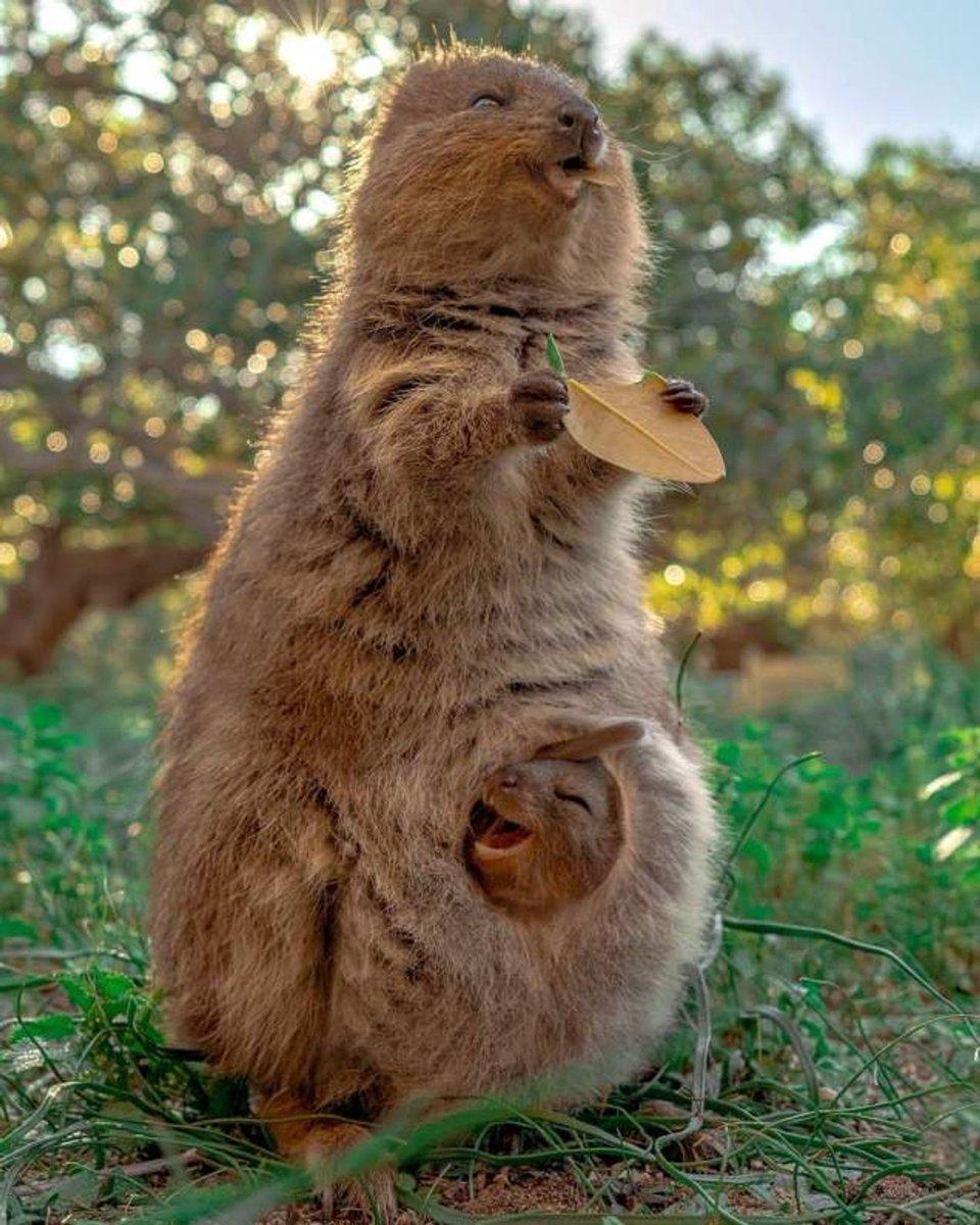 Quokka 1 - Copy