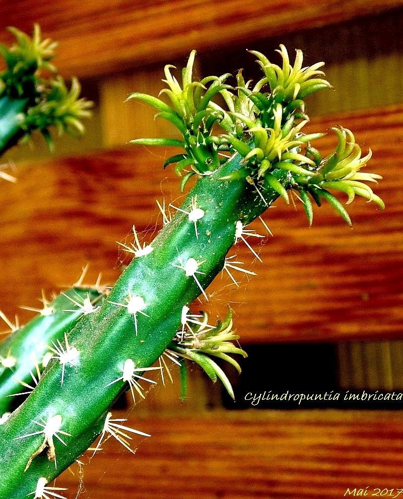 KK 5695 Cylindropuntia imbricata