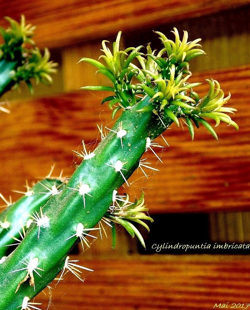  KK 5695 Cylindropuntia imbricata 