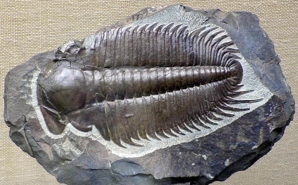 ---trilobit4f3f2f  KK 0815x