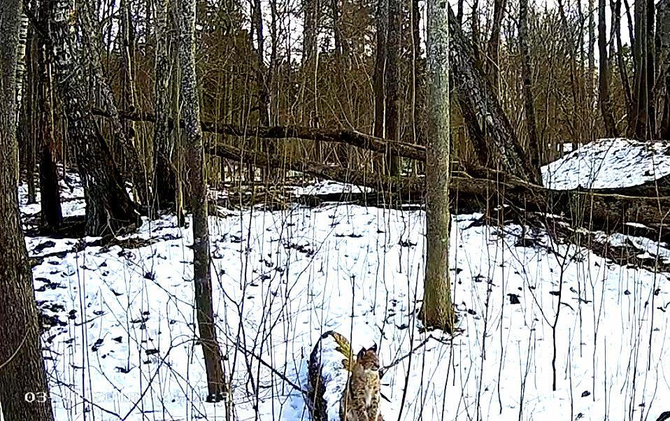 Luchs  4 Kopie