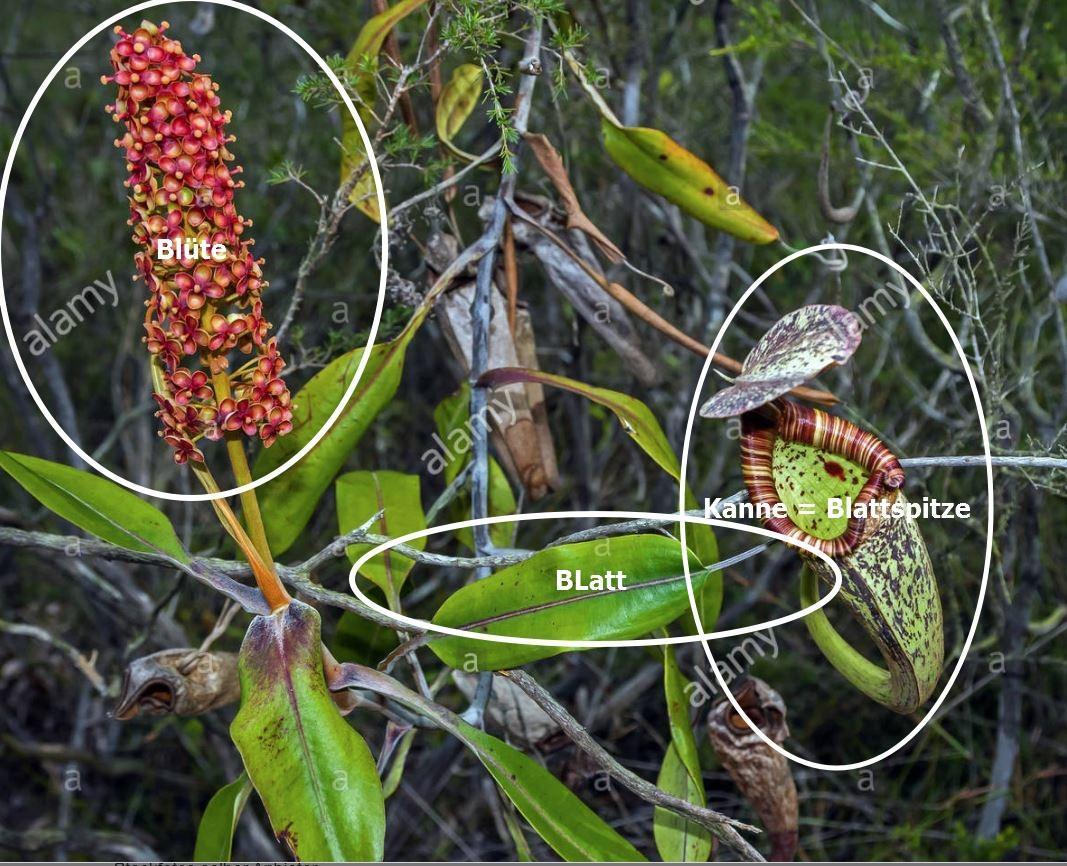 nepenthes blte