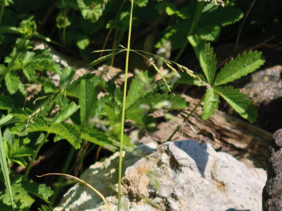 IMG 20260527 124253