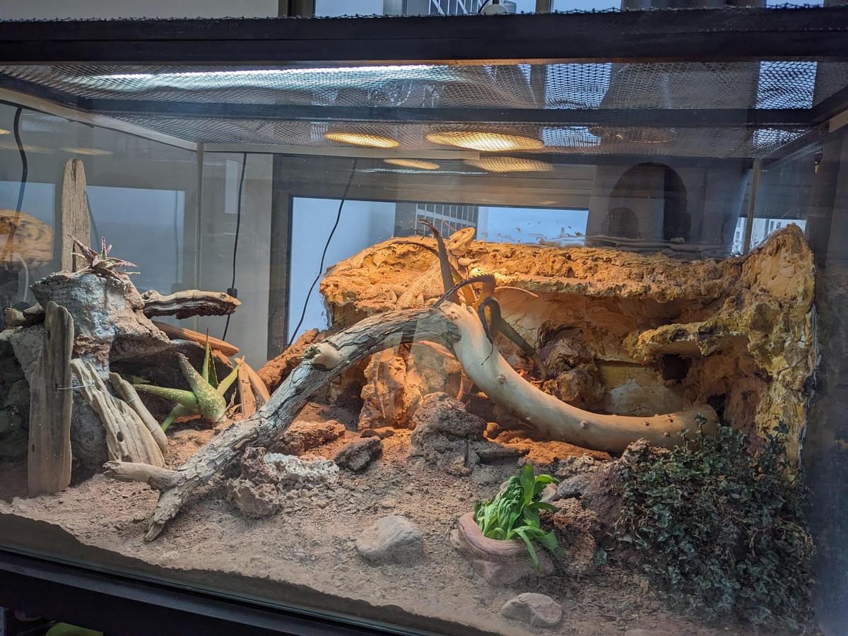 terrarium aktuell