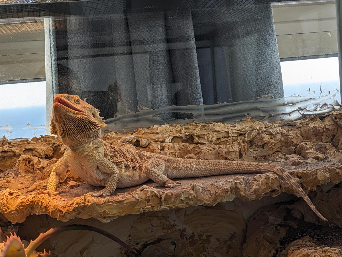 basking gaping1