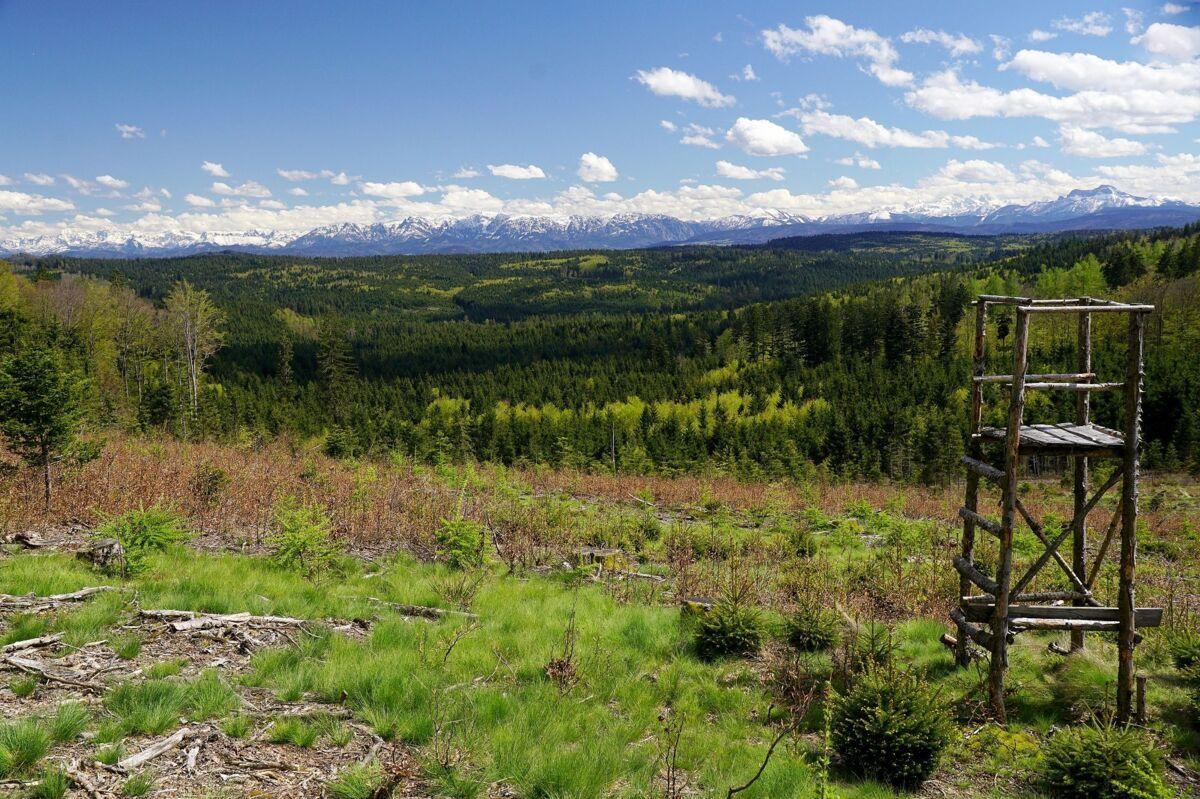 1499867538.7532-der-kobernausserwald-die.webp