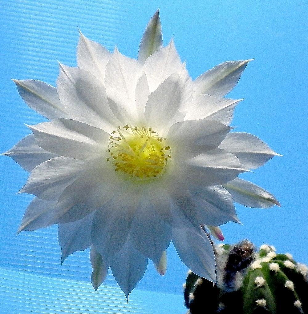 KK 0242 Echinopsis 28.7.19