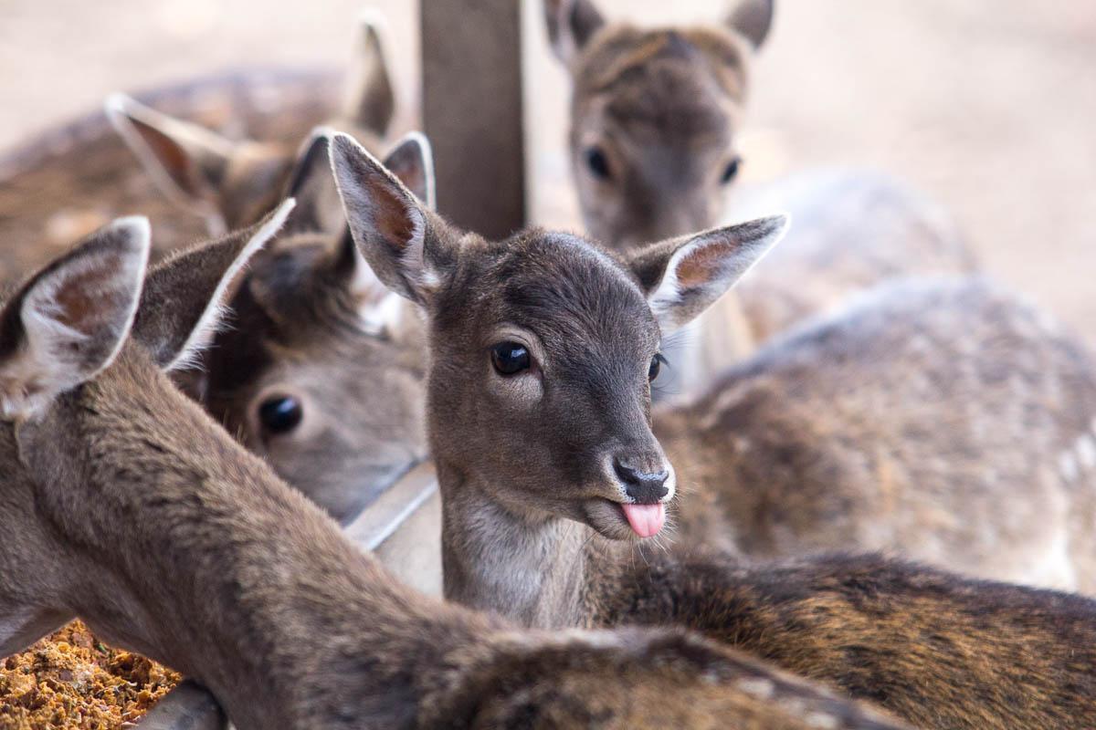 tierpark-0487