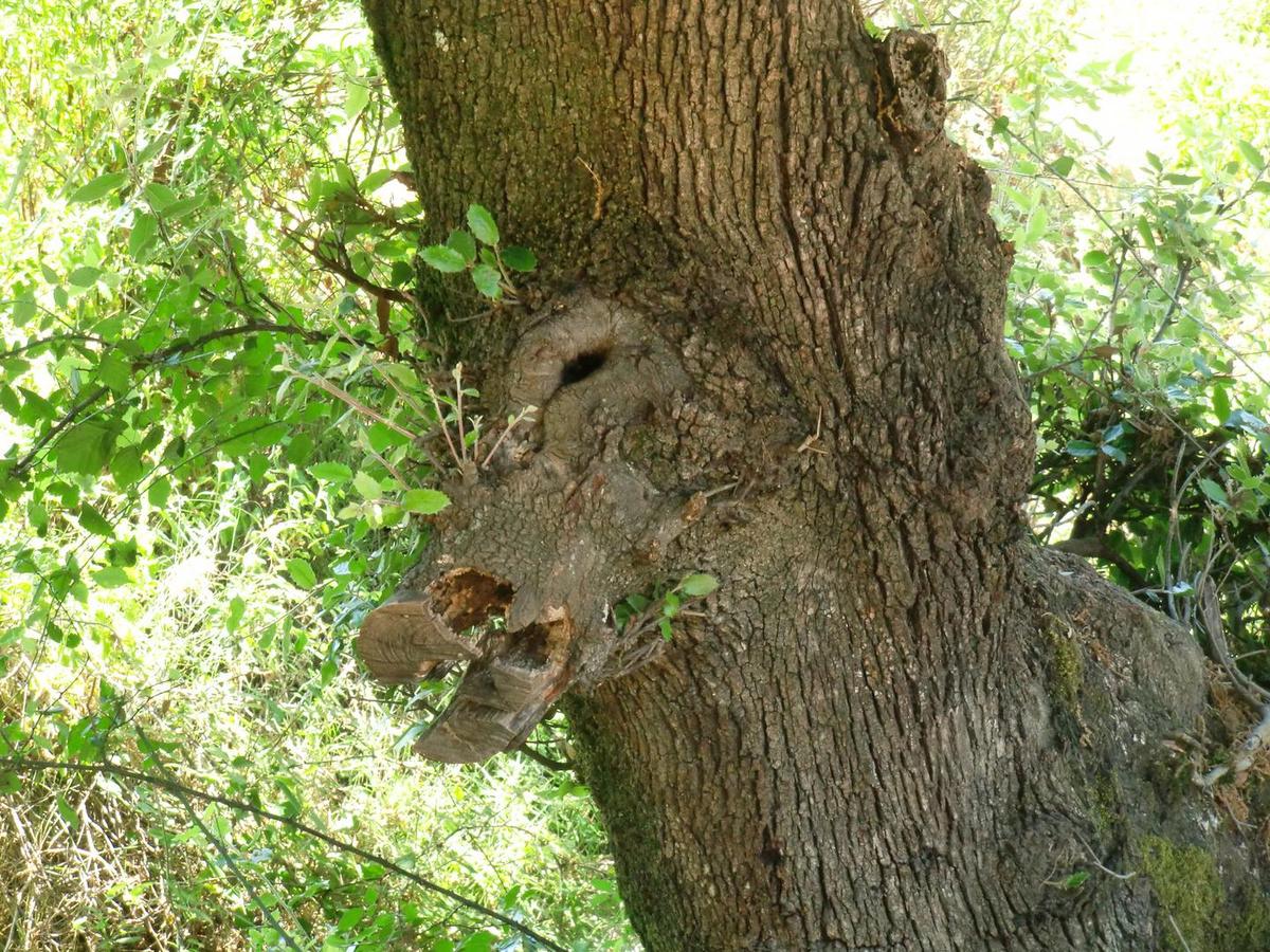 wildschwein-im-baum-gefangen