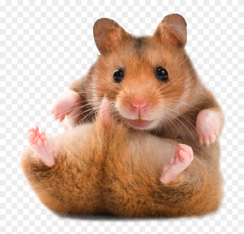 236-2366486 hamster-transparent-backgrou