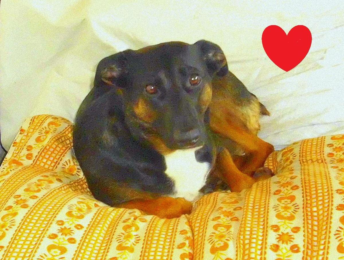 Hunde (Seite 589) - Allmystery