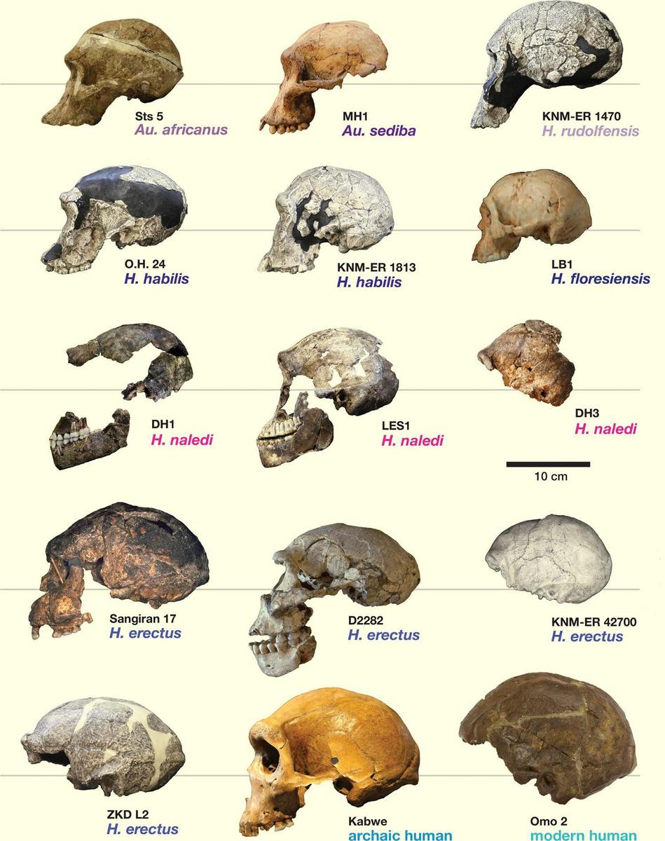 Vergleich-004image 4843 3e-Homo-naledi