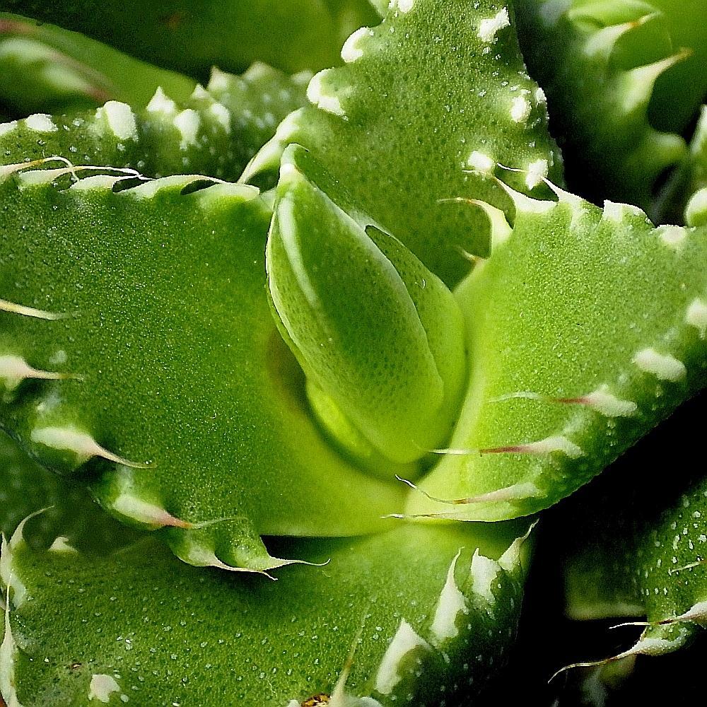  KK 8404 Faucaria 1