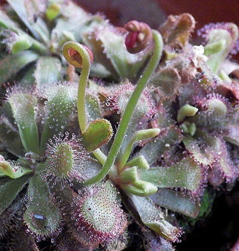  KK 8243 drosera