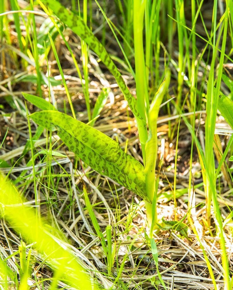 Geflecktes Knabenkraut Dactylorhiza macu