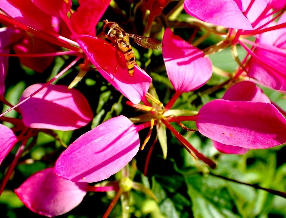 Cleome  KK 6406
