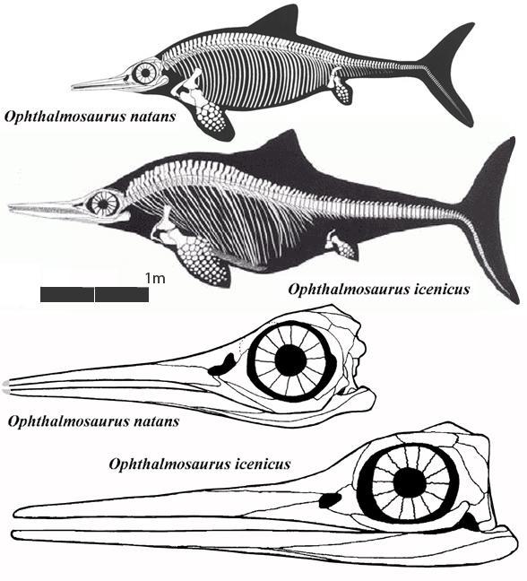 ophthalmosaurus588