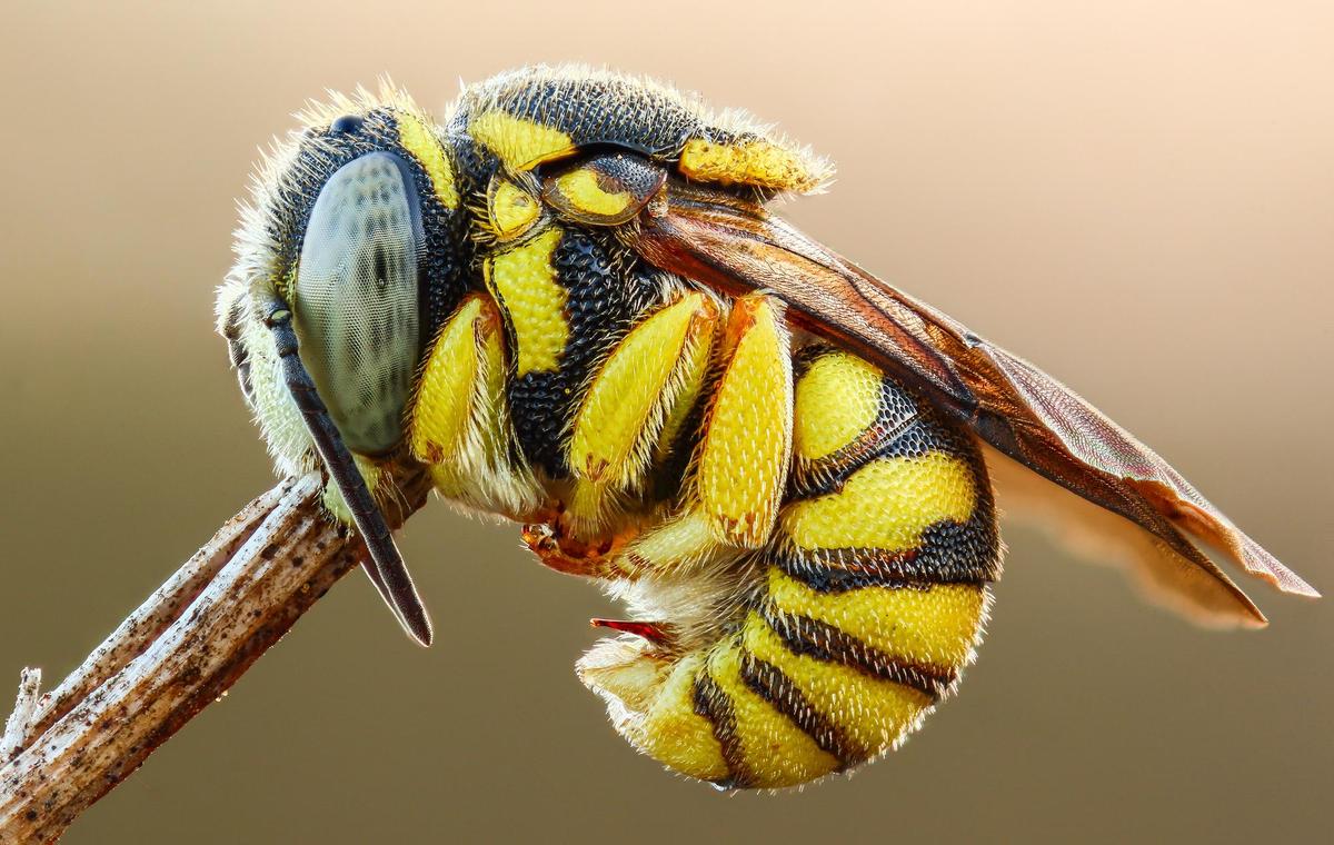 kleine-harzbiene anthidiellum strigatum