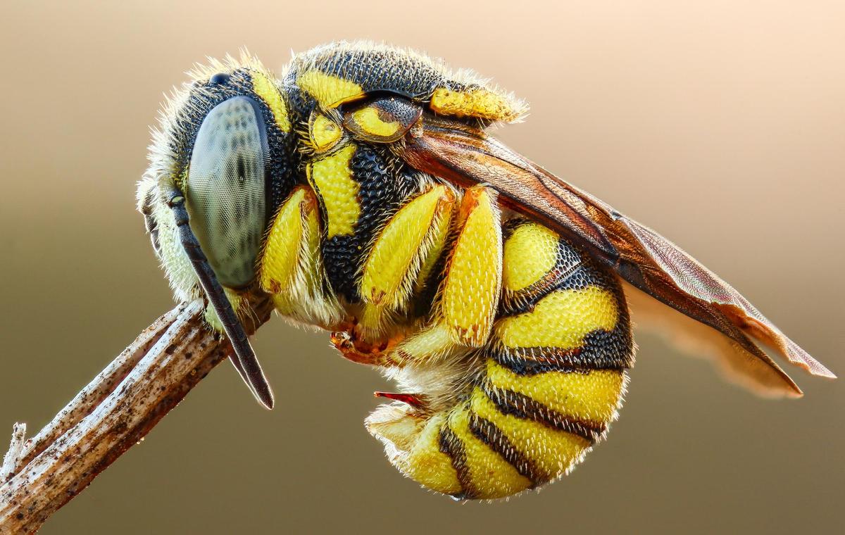 kleine-harzbiene anthidiellum strigatum 