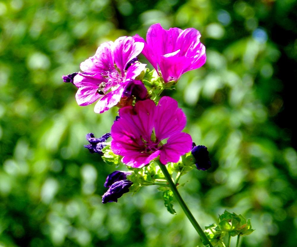 IMGP0376