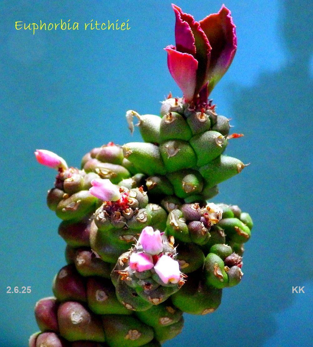 IMGP0265
