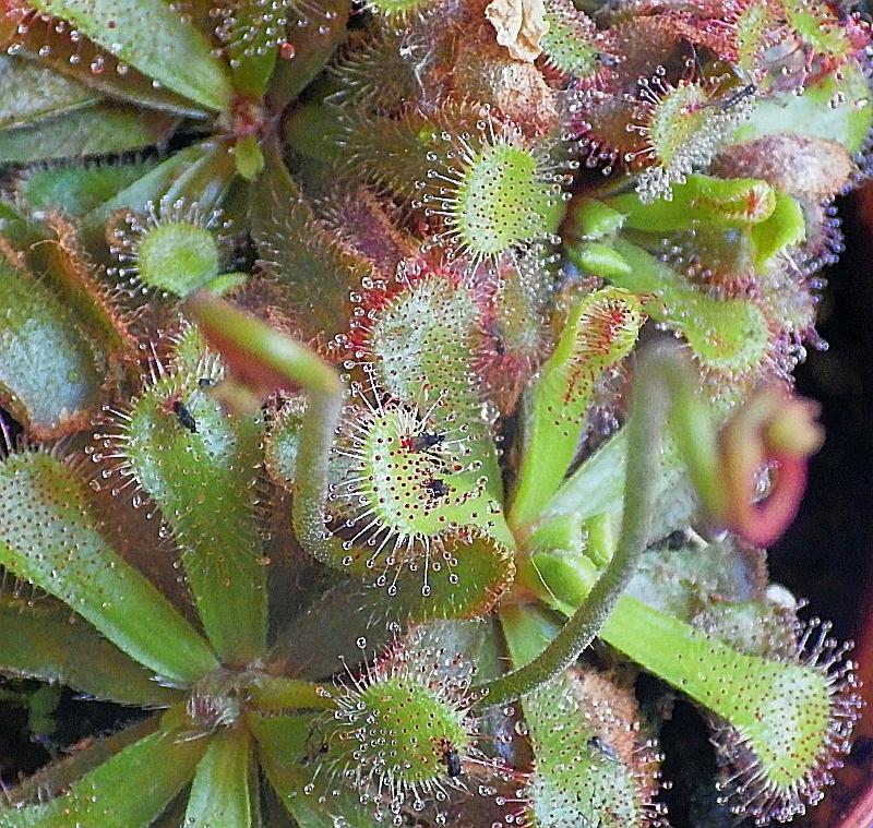  KK 8263 Drosera