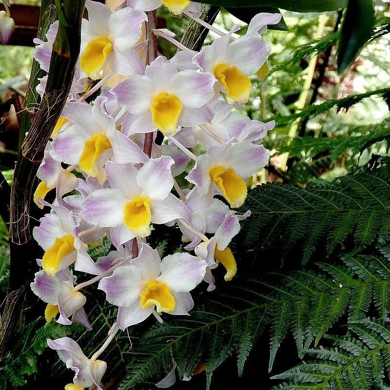  KK 9788 Dendrobium amabile