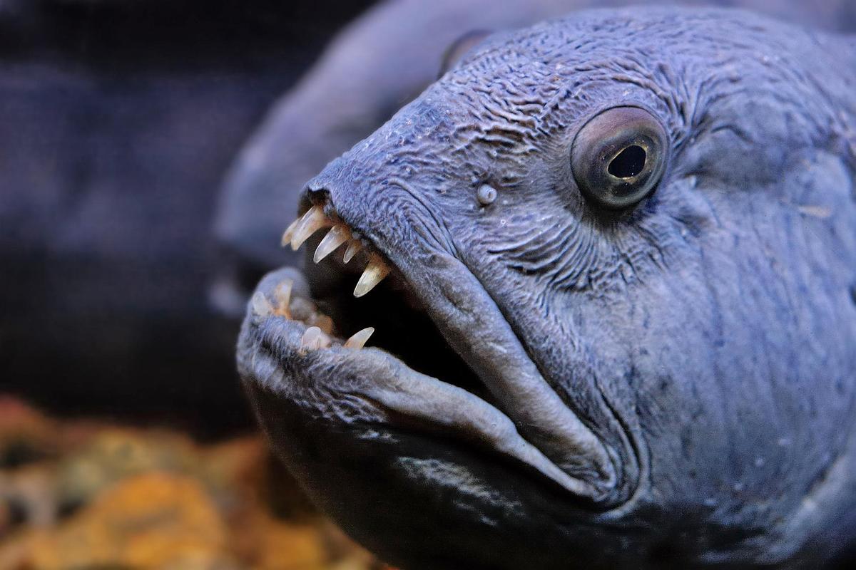 gestreifter-seewolf-striped-wolffish