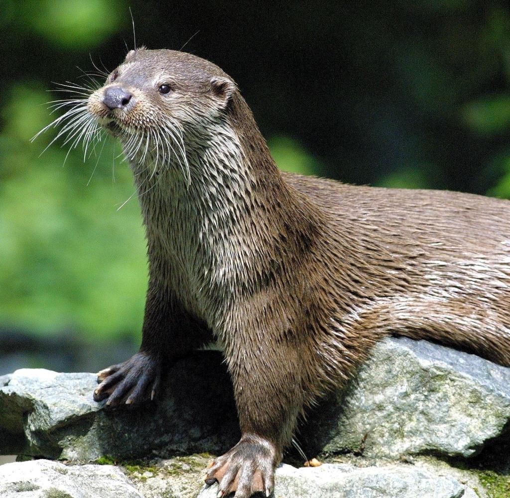 Fischotter-treiben-Teichwirte-an-den-Ran