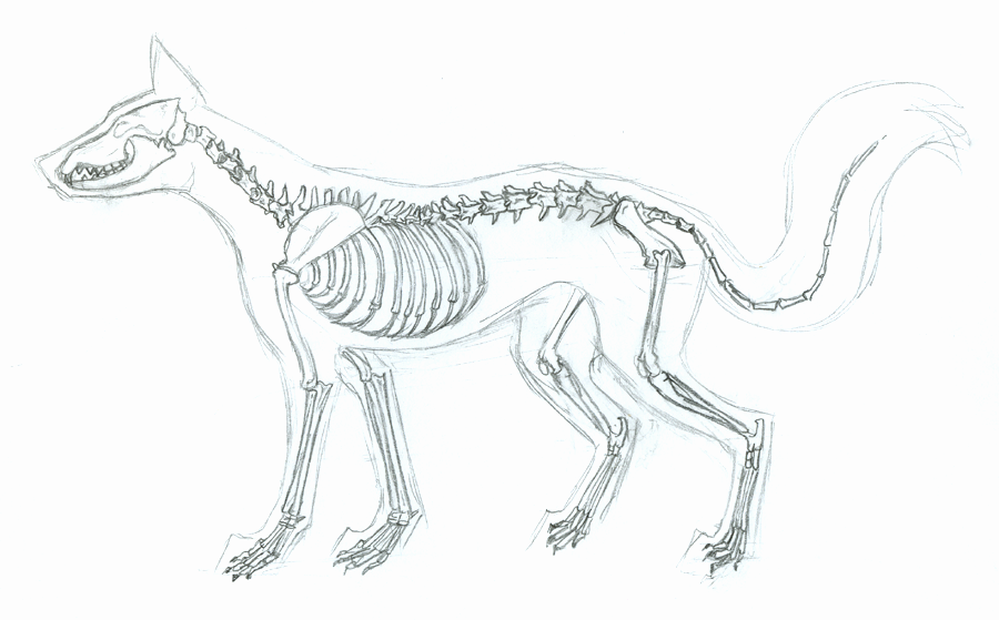 fox skeleton by mirraded510bxw