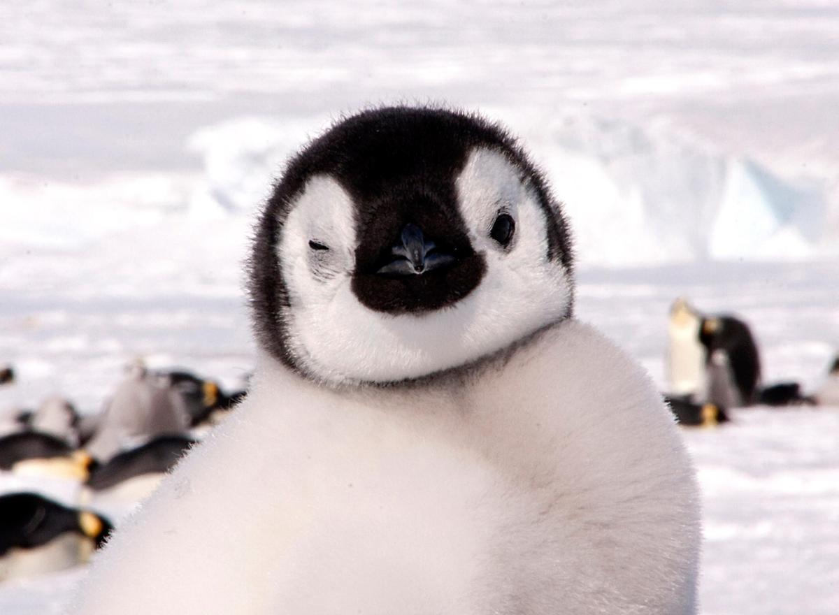 161213-winking-penguin-01