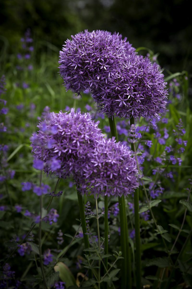 Allium aflatunense Purple Sensation foru